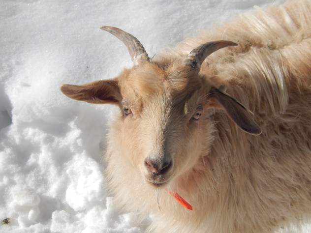 Cinnamon is our friendliest doe. She will follow us around and gently nudge whoever has food. She likes to be petted.