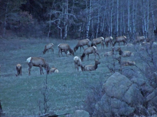 elkherd