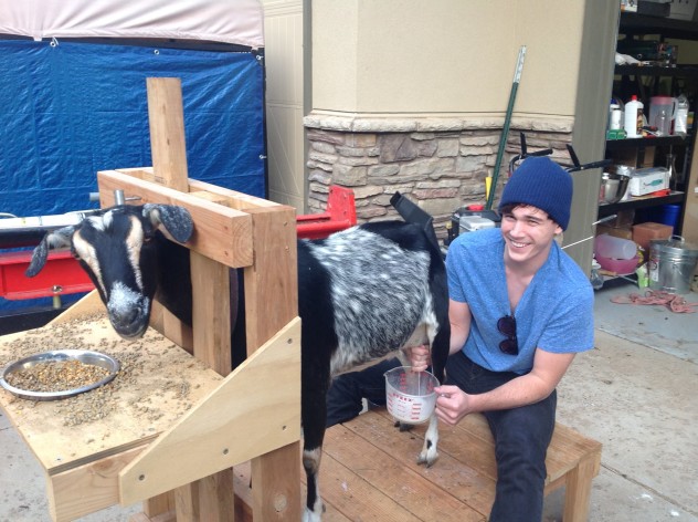 Our dairy goat, being milked by our nephew. Visiting the goats - and milking Flip - has become one of our guests' favorite pastimes.