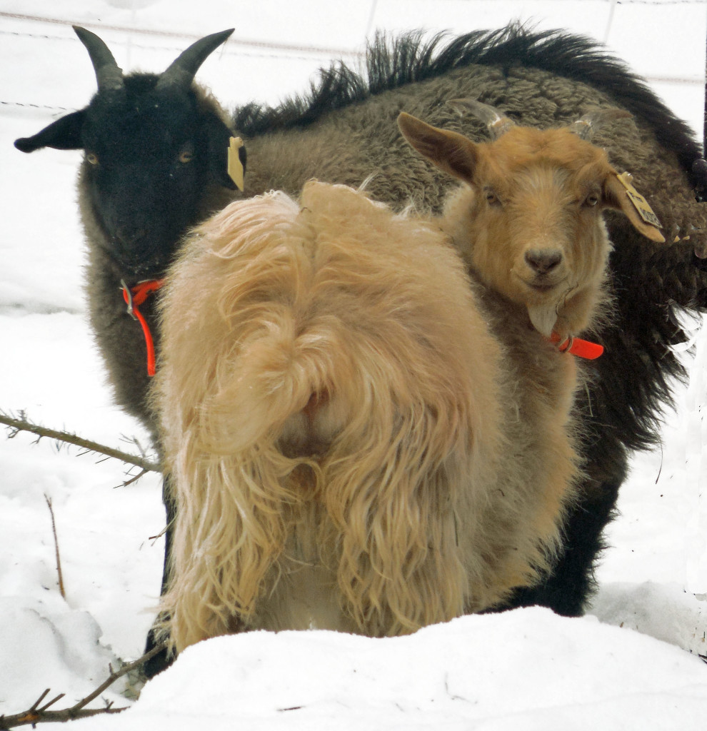 Goat management - though not high on coveted skills to list on one's resume - is unexpectedly entertaining.