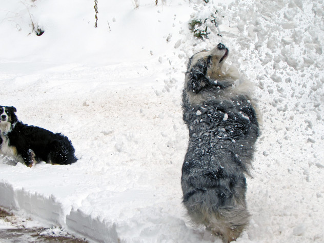 SharkNiko, our crazy Aussie, chasing snow