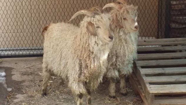 Our angora boys, meeting the does for the first time. "Hello, ladies."