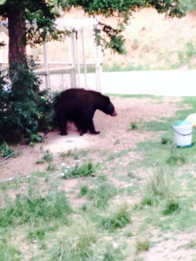 Some are welcome at a distance - less so when they're checking out the chicken buffet on a random summer afternoon.