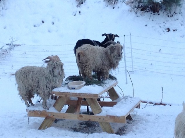 Goat brunch. Short on utensils and good manners, long on levity.