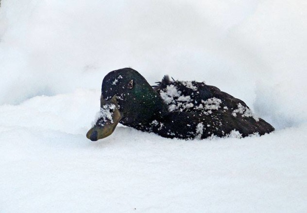 Our Cayuga enjoyed the snow so much, she burrowed down into it like she was getting some sort of exotic body treatment.