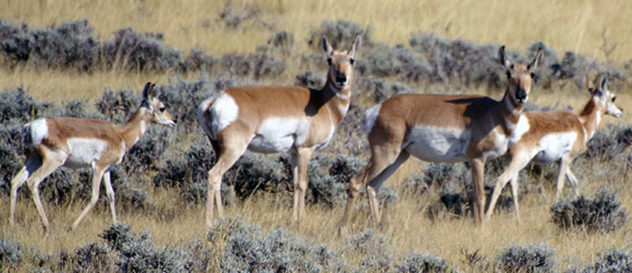 Lovely Wyoming antelope were everywhere on our trip to visit Pigs to Pork Chops.