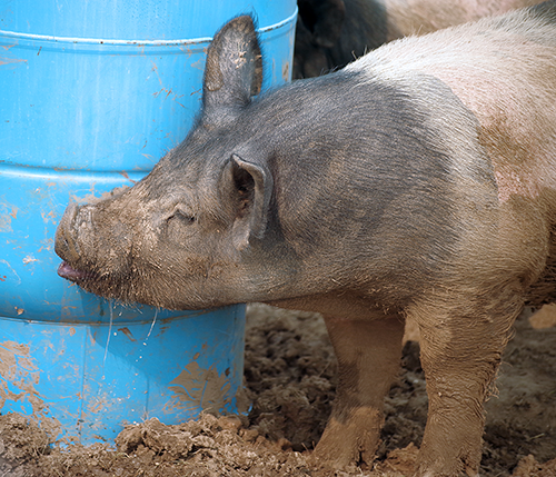 Let's visit a pig farm! Pigs to Pork Chops in Gillette, Wyoming is well worth the trip.