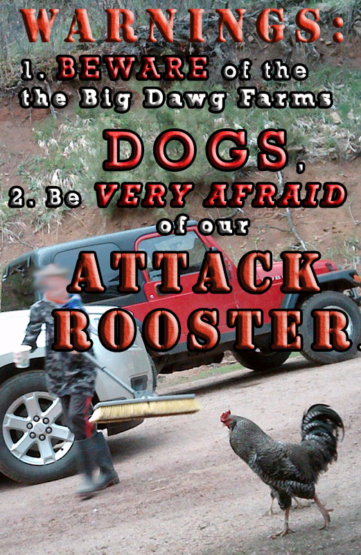 Beware of the attack rooster at Big Dawg Farms