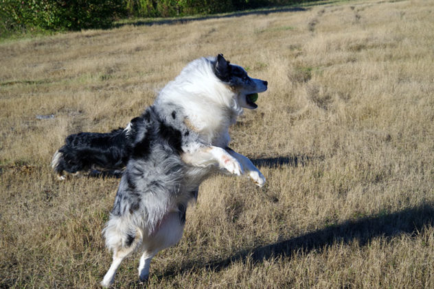 Even Niko, our eldest and semi-dignified Aussie, enjoyed chasing tennis balls in Arcadia.