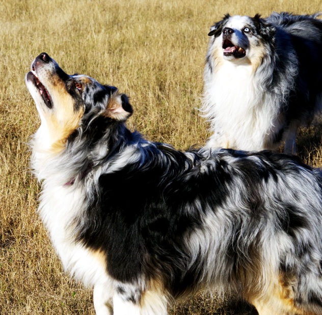 Can you figure out where the tennis ball might be?