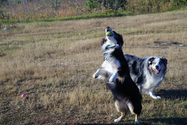 Dogs have fun in Arcadia, too!