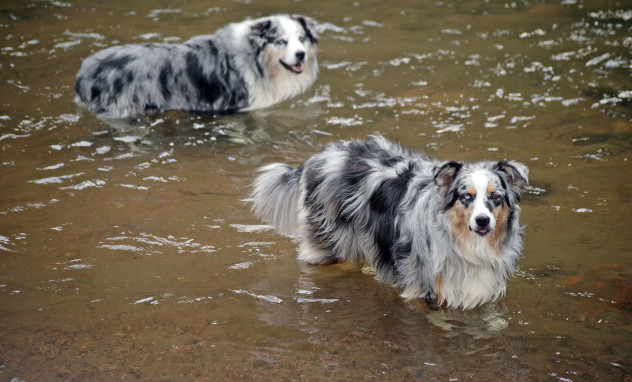 Niko (background) and his son Bowie (foreground, sticking his tongue out) enjoying a dip in Colorado's South Platte River