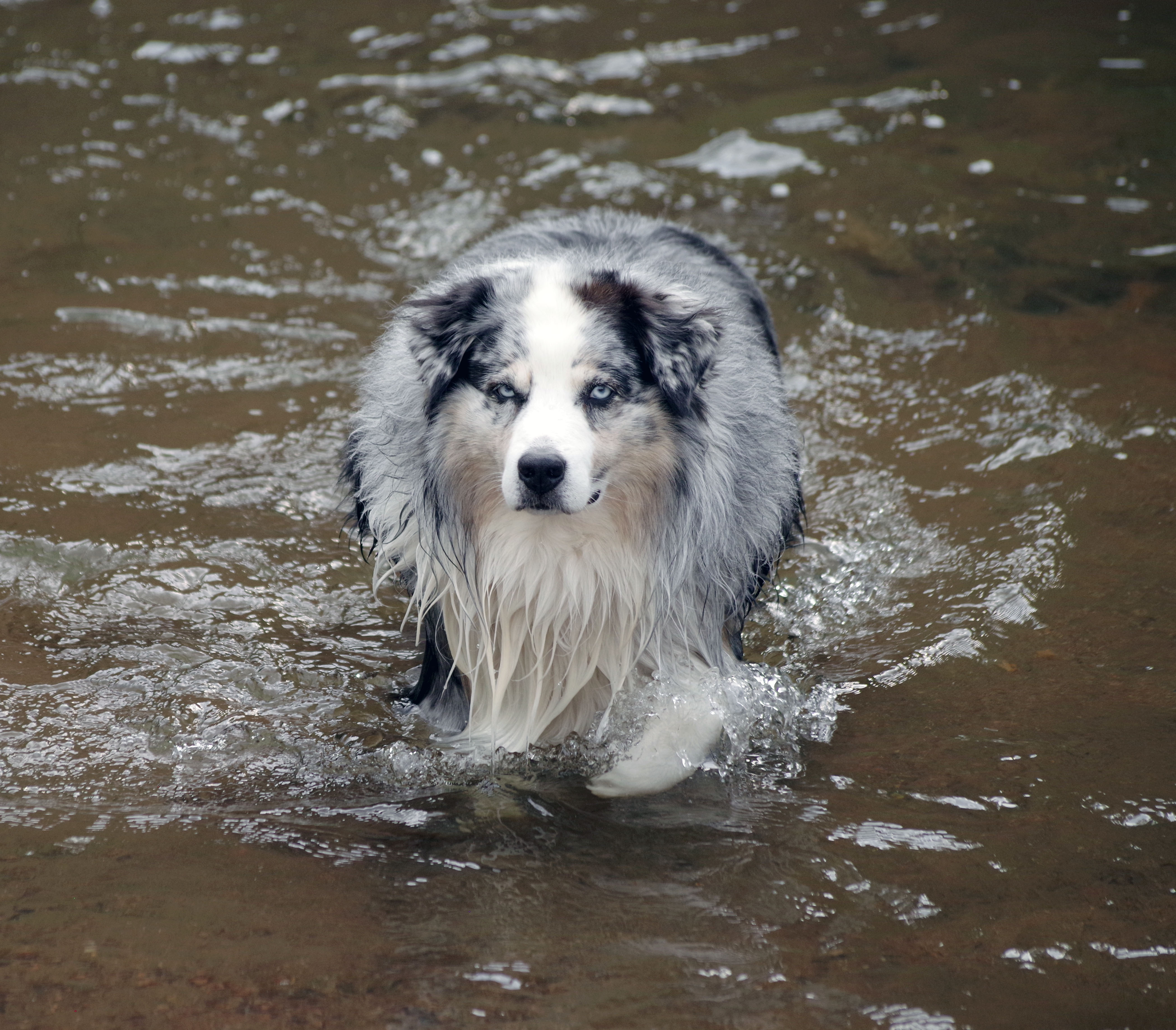Niko the Big Dawg, loving the cool water of the South Platte River here in Colorado